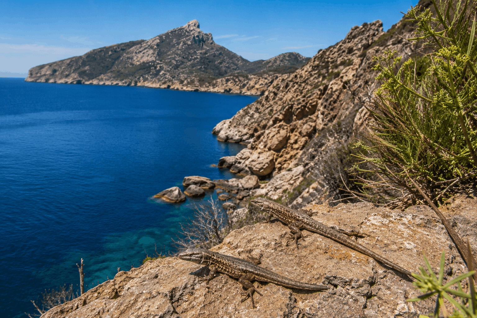 Isla Dragonera Mallorca